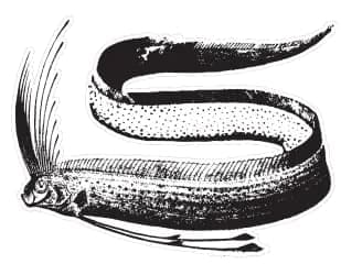Söderholmens Fisk