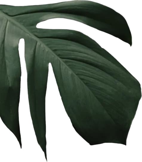 ThaiPas