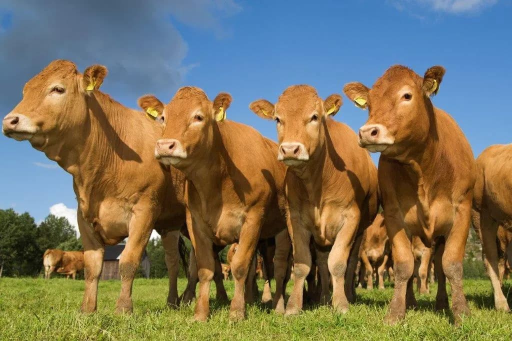 Åbrånets Limousin 1